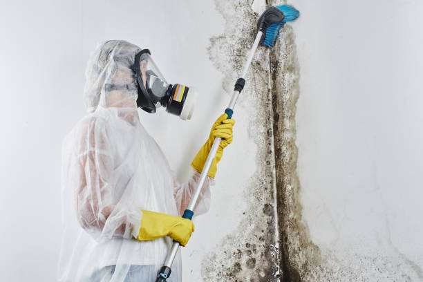 Best Home Mold Removal  in Dover, TN