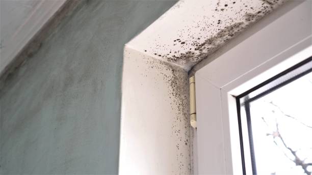 Best Toxic Mold Removal  in Dover, TN