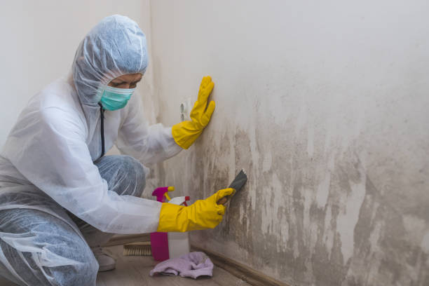 Best Home Mold Removal  in Dover, TN
