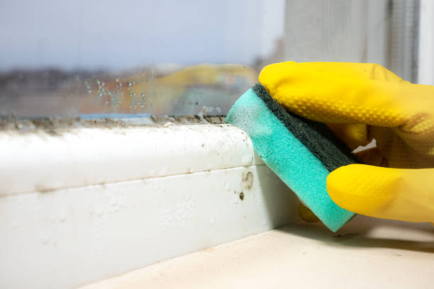 Best Residential Mold Removal  in Dover, TN