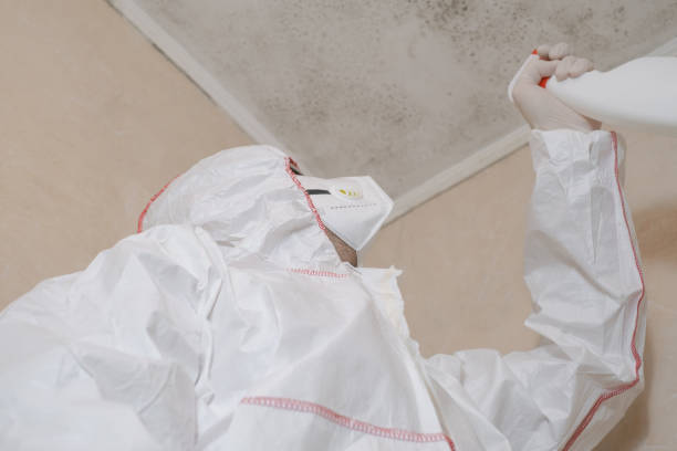 Best Fast Mold Removal  in Dover, TN