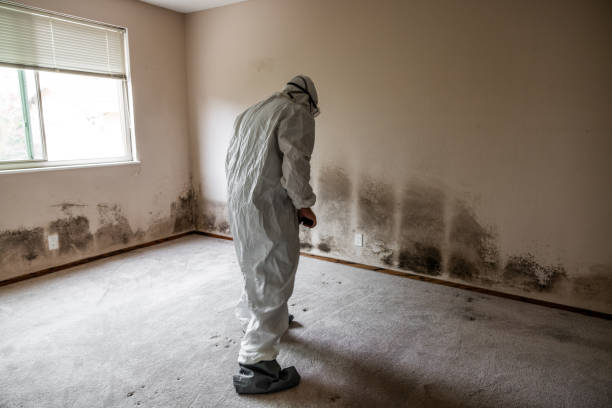 Best Affordable Mold Removal  in Dover, TN