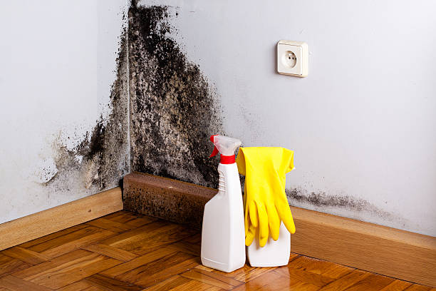 Best Black Mold Removal  in Dover, TN